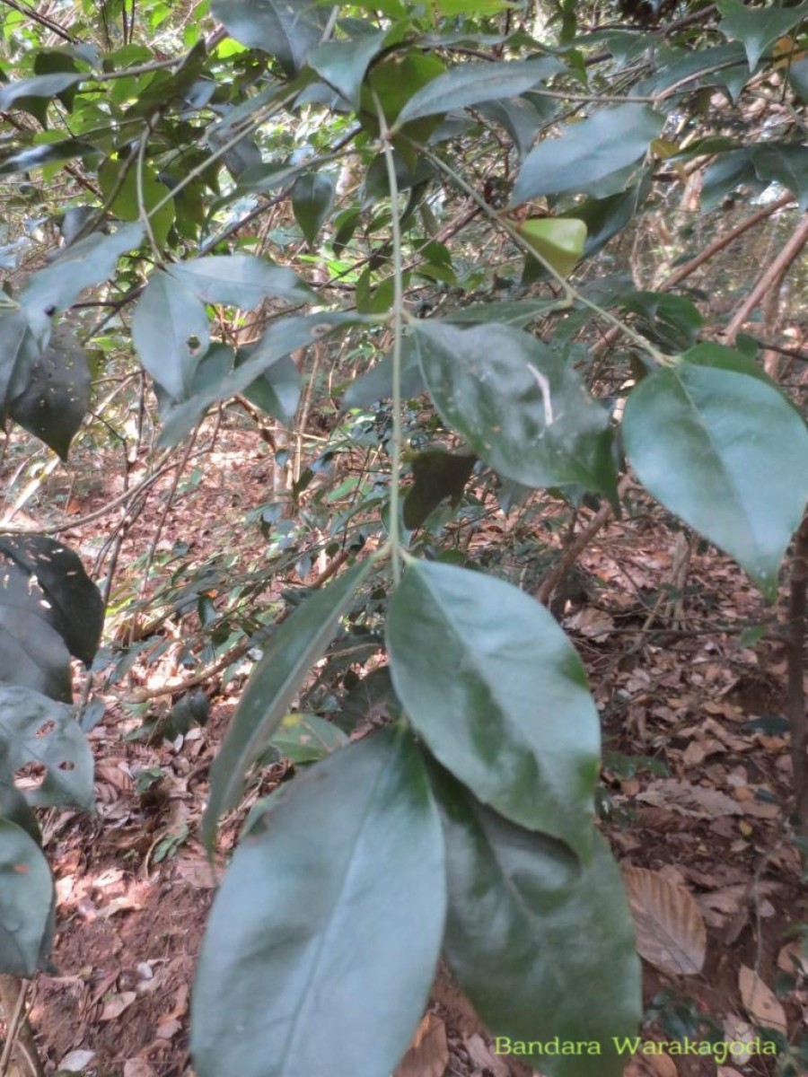 Euonymus walkeri Wight